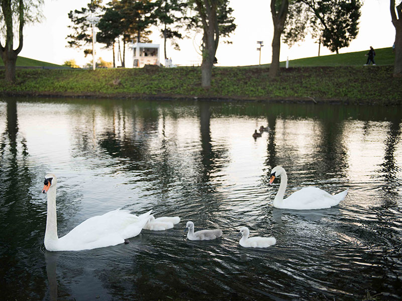 A family of swans in a pond.