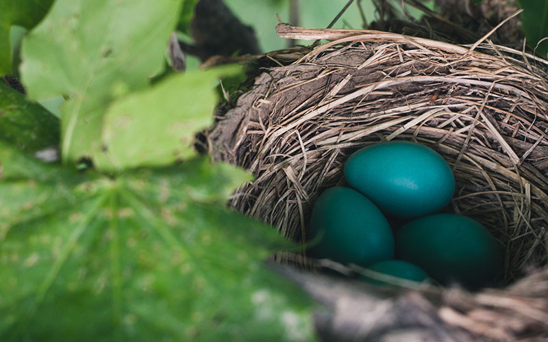 Image of a bird's nest with blue eggs. 