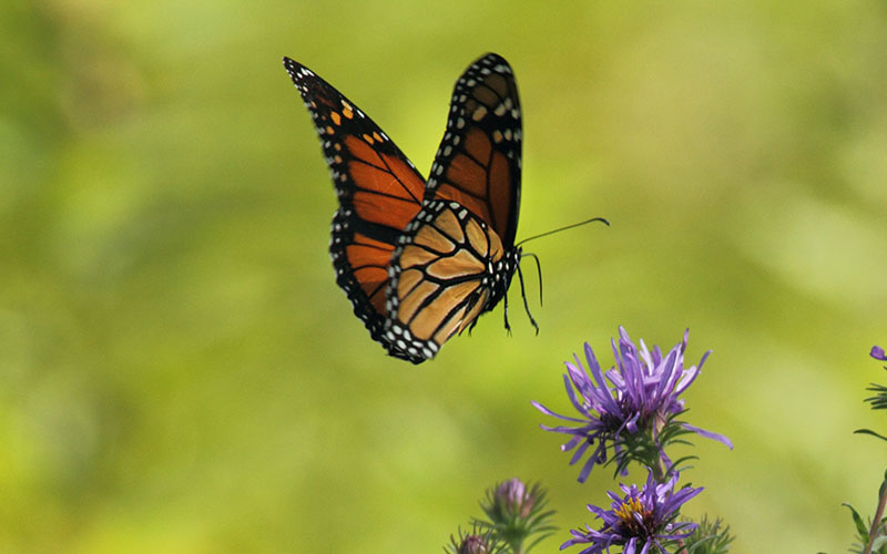Image of an orange and black butterfly landing on a purple flower. 
