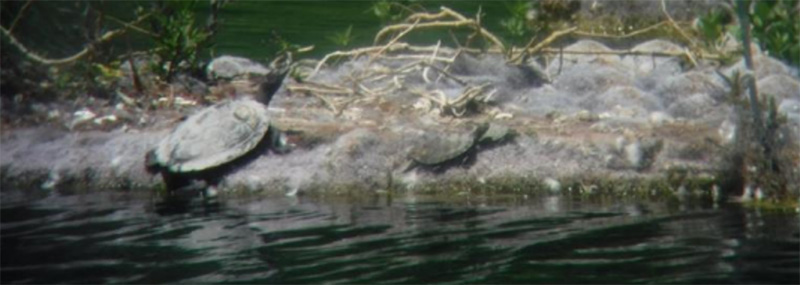 Photo d’une tortue serpentine se reposant sur la végétation au-dessus de la ligne d’eau.