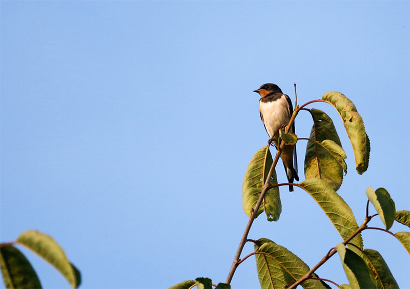 Photo of a barn swallow bord sitting on a tree branch 