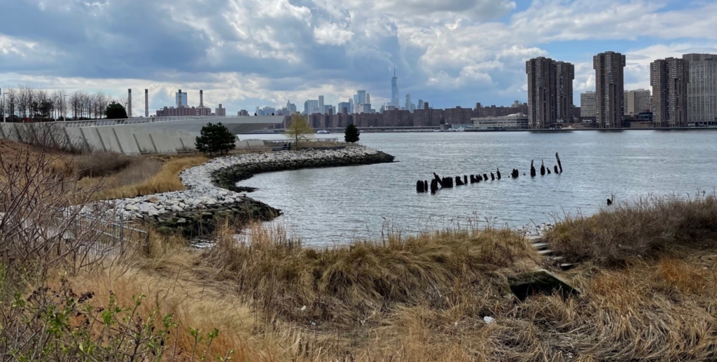 Picture of a shoreline with plants and a city skyline in the background