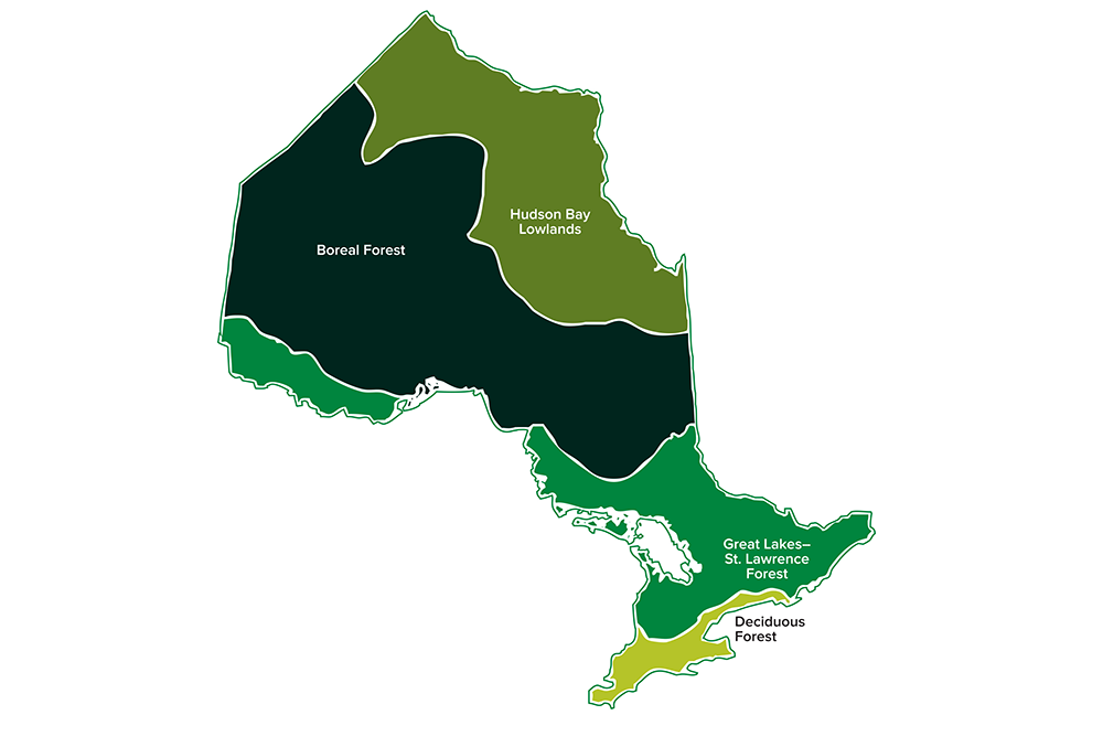 Map of Ontario separated by forest regions. From north to south the regions are Hudson bay lowlands, boreal forest, great lakes - St. Lawrence forest, and deciduous forest