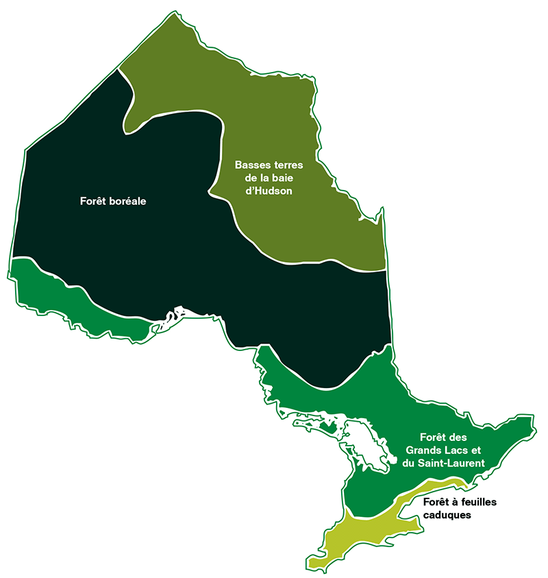 Carte de l’Ontario différenciée par régions forestières. Du nord au sud, les régions sont les basses terres de la baie d’Hudson, la forêt boréale, la forêt des Grands Lacs et du Saint-Laurent, et la forêt de feuillus. 